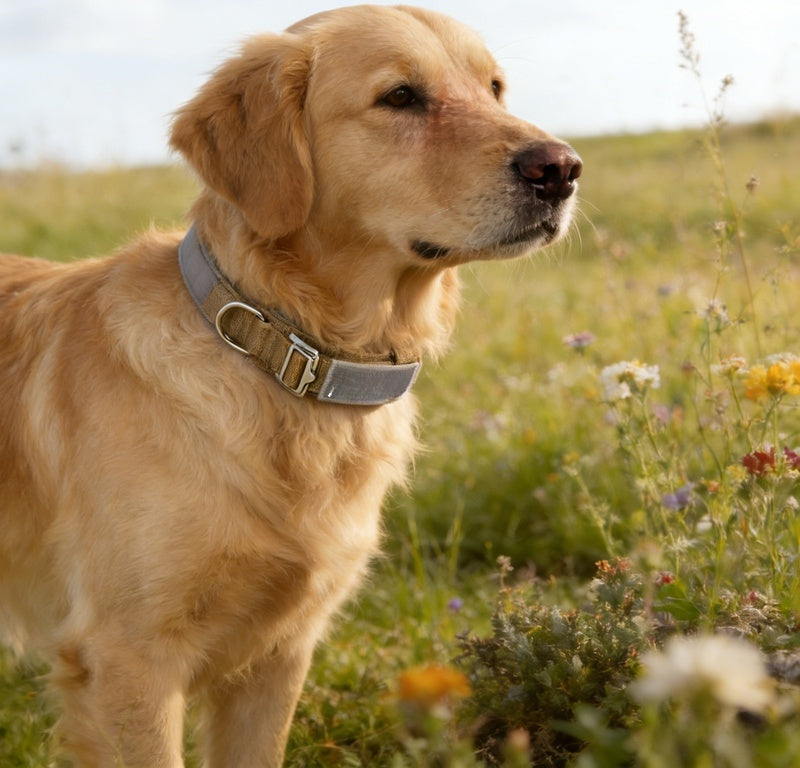 Adjustable Tactical Dog Collar