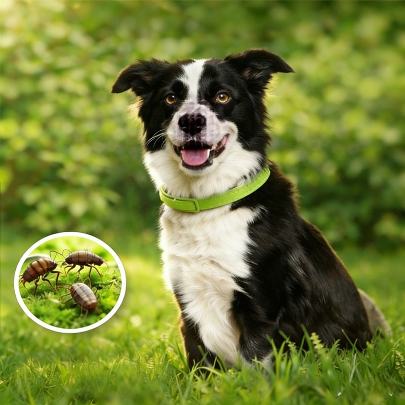 Natural Flea & Tick Dog Collar